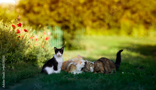 fluffy friends cats walk in the summer sunny garden and lie on the green lawn