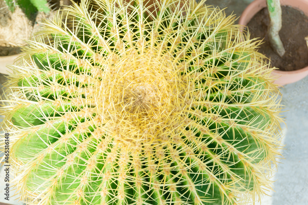 Close up spherical cactus with many sharp spikes, top view. Ball cactus - succulent plants used in home decoration