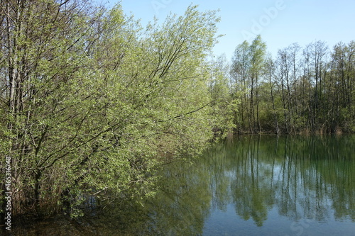 Small lake in natural protection habitat under a clear spring sky, Göcklingen, Rhineland Palatinate, Germany