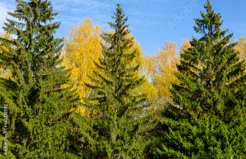 Green fir trees against the background of a yellow autumn forest.