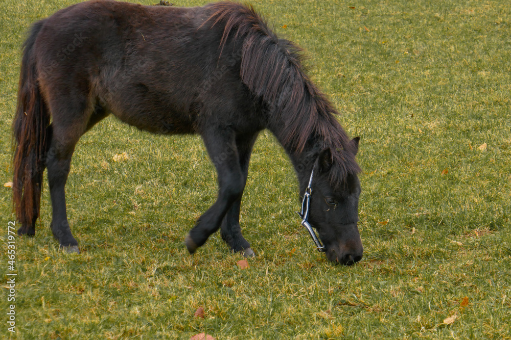 A beautiful horse grazes on the field. Horses on a farm in Austria. A beautiful horse grazes on the field. Horses on a farm in Austria.