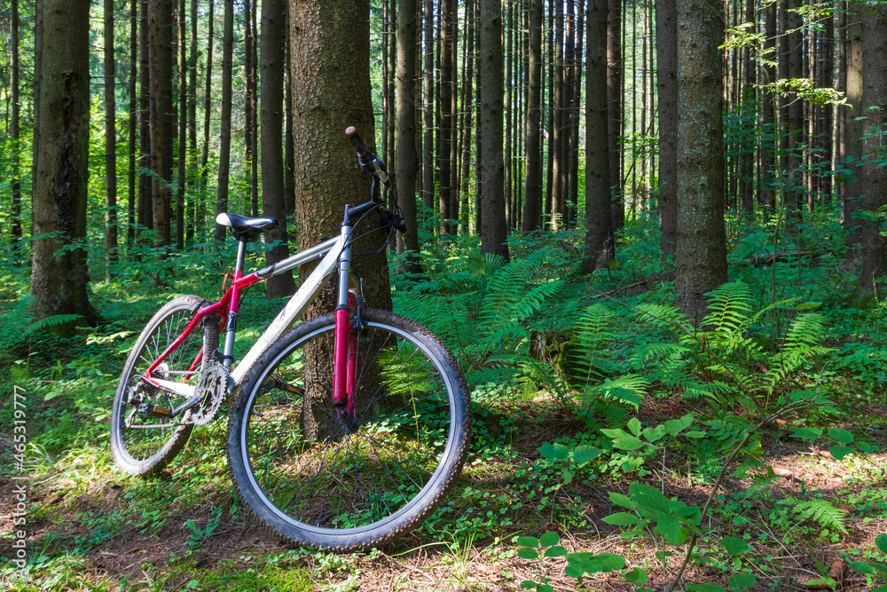 Mountain bike is standing in the forest. Photo of the bicycle in the woods with trees. Mountain bike is standing in the forest. Photo of the bicycle in the woods with trees.