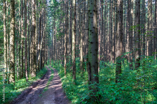 Empty rugged dirt road with puddles in green pine and spruce forests in summer.Light and shadows in sunny day. Off-roading.