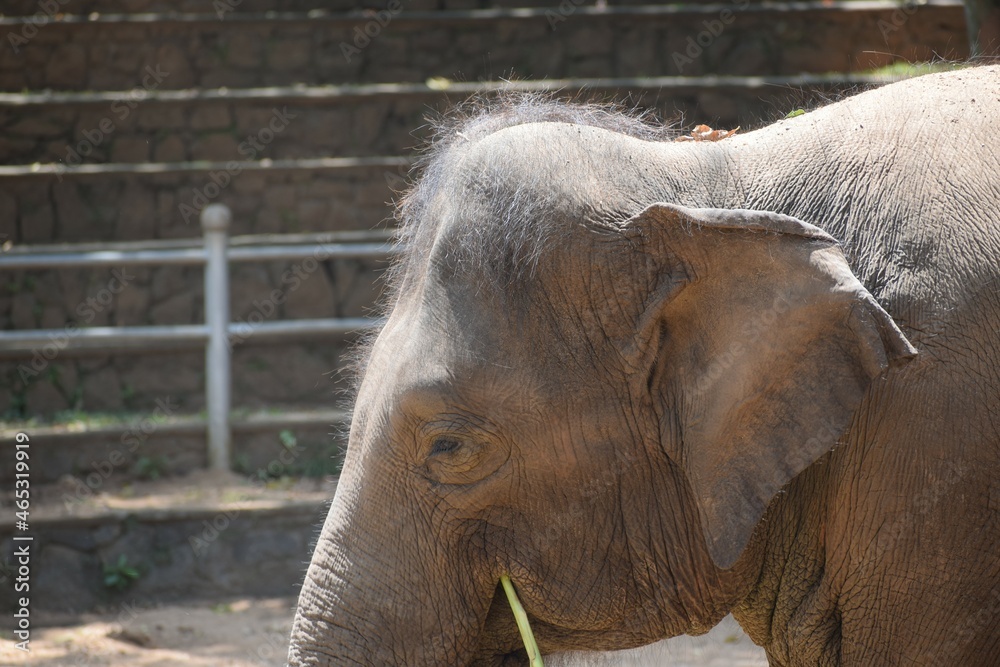 Fototapeta premium Closeup view of little elephants face with little fur 