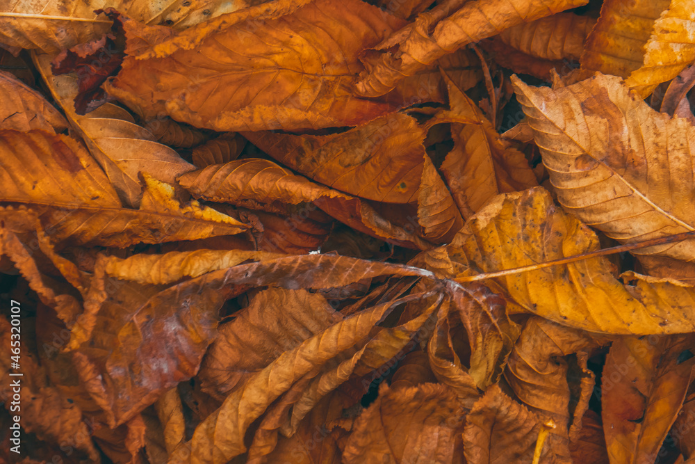 Autumn background from fallen leaves.