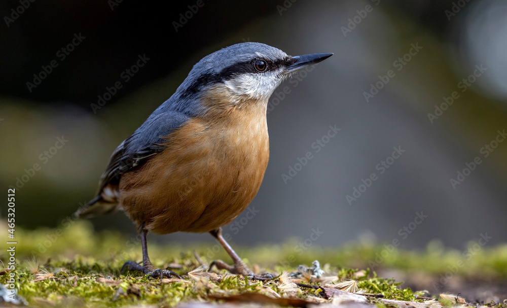 Kleiber (Sitta europaea) Kleiber (Sitta europaea)
