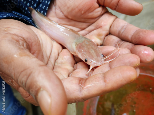 Albino magur fish clarias batrachus fish in hand of a farmer in nice blur background photo