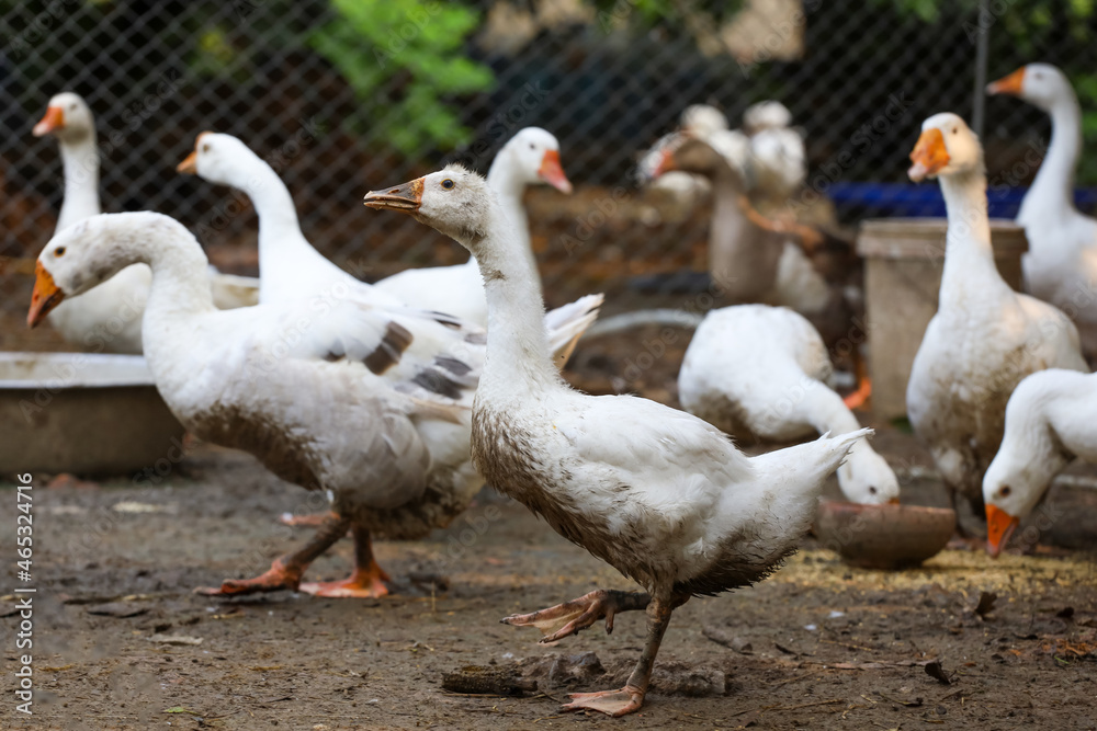 The group goose eatting food in garden at thailand The group goose eatting food in garden at thailand