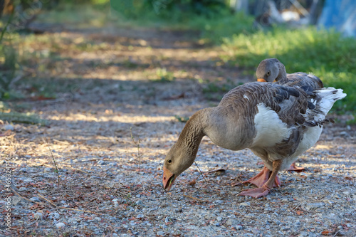Close up body brown goose is walking in farm at thailand