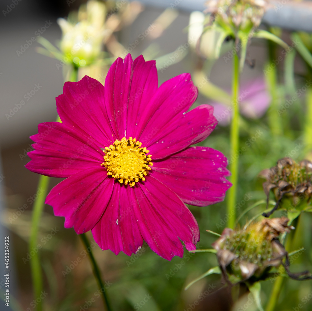 Obraz premium pink flower