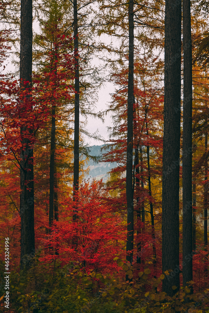 Fototapeta premium Beautiful autumn in the mountains in Austria.