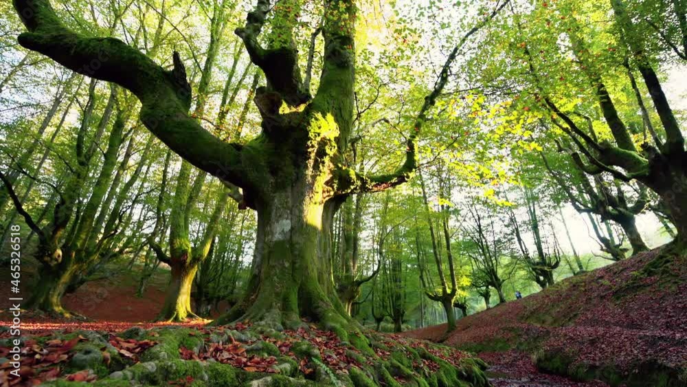 Sunset in autumn beech forest. Sun rays break through foliage of magnificent autumn beech tree. Magical autumn landscape. High quality 4k footage Sunset in autumn beech forest. Sun rays break through foliage of magnificent autumn beech tree. Magical autumn landscape. High quality 4k footage