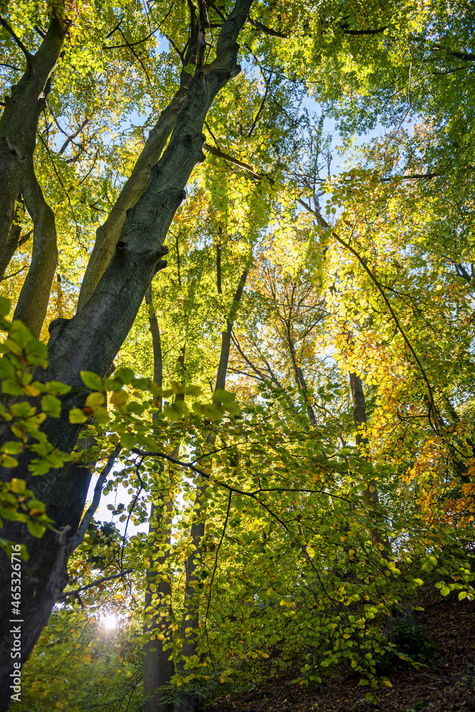 Fototapeta premium Bunter Wald im Herbst mit Sonne und Sonnenstrahlen im Gegenlicht