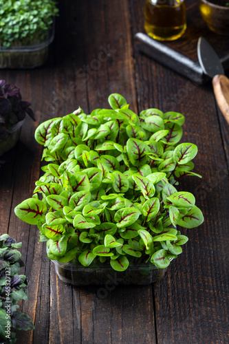 fresh different organic microgreens for healthy nutrition