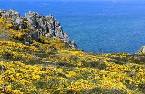 Rocky coast of Pointe du Van in Brittany France. Yellow flowers of ulex parviflorus plant blossom. Tourism in France. photo