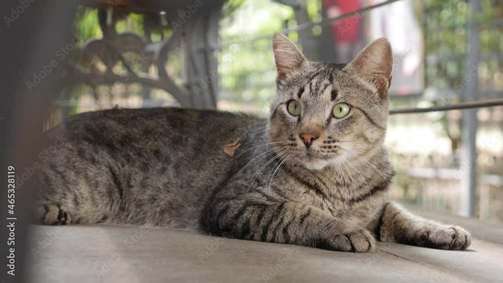 Homeless multicolored cat sits outside. Concept of stray animals Homeless multicolored cat sits outside. Concept of stray animals