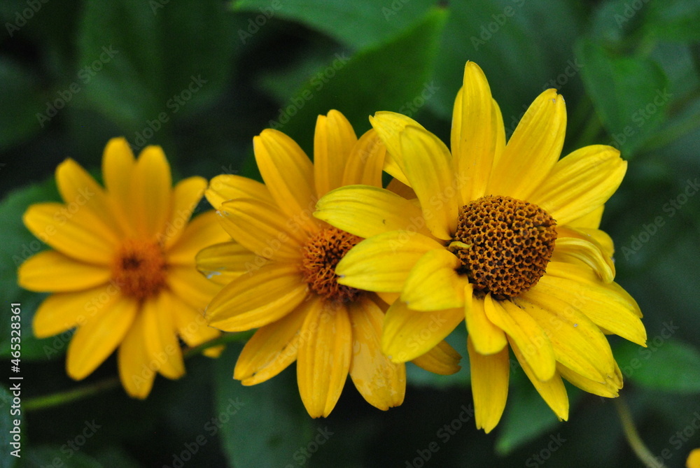 Three bright yellow autumn flowers in one line on the green background Three bright yellow autumn flowers in one line on the green background