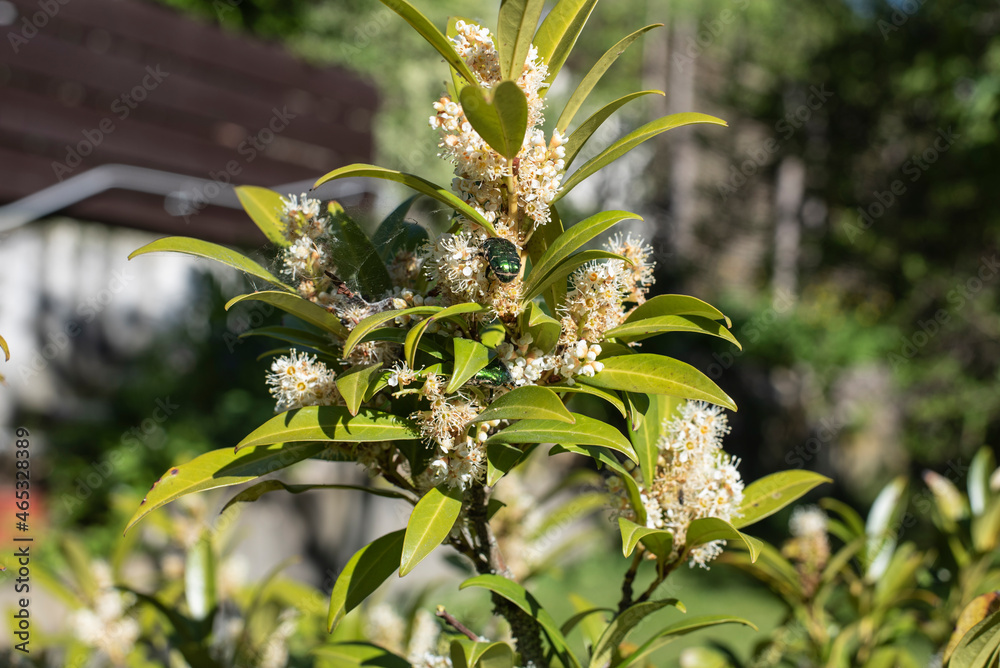 Fototapeta premium a rose chafer on the flowers of a cherry laurel