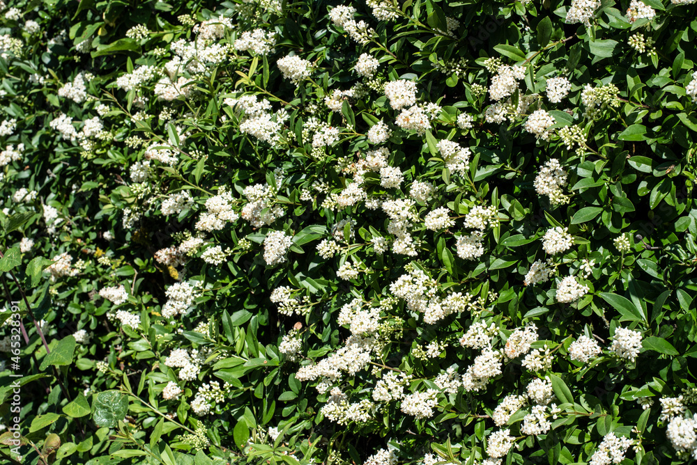 small white blossoms at a flowering privet hedge small white blossoms at a flowering privet hedge