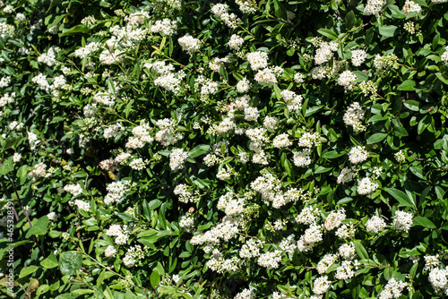 small white blossoms at a flowering privet hedge photo