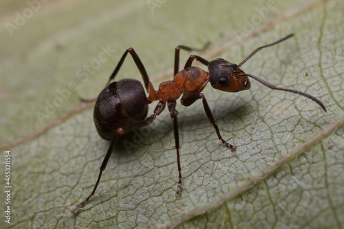 ant Formica polyctena on a leaf