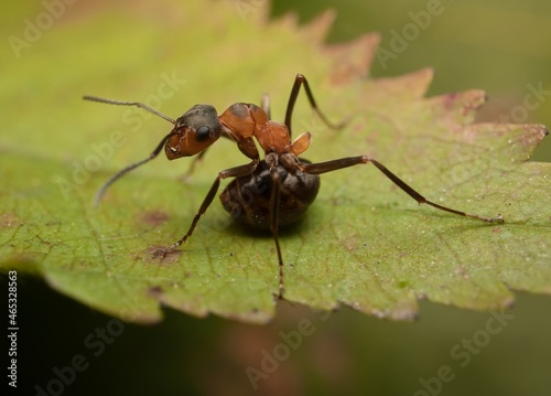 ant Formica polyctena in a defensive position © Tomas