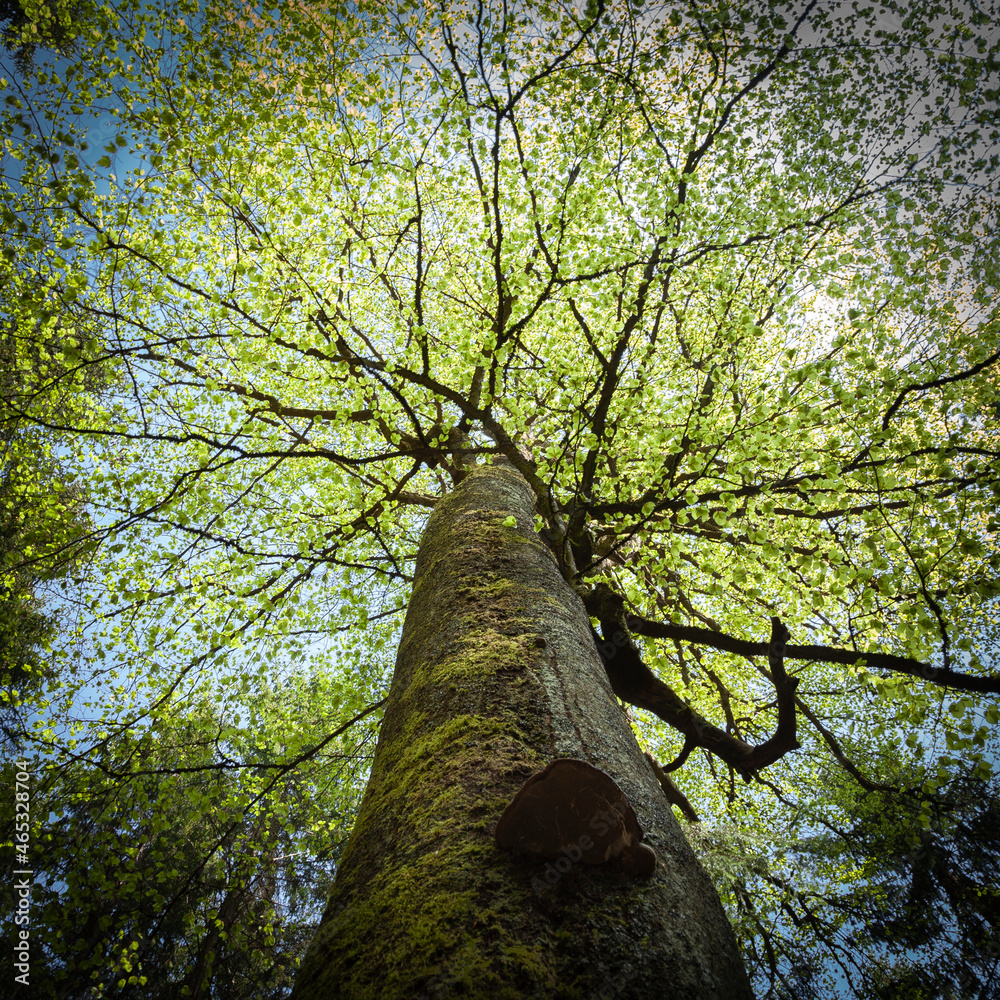 Obraz premium Blich in eine frische grüne Baumkrone. Quadratisch.
