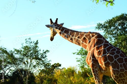 Photography giraffe in the zoo