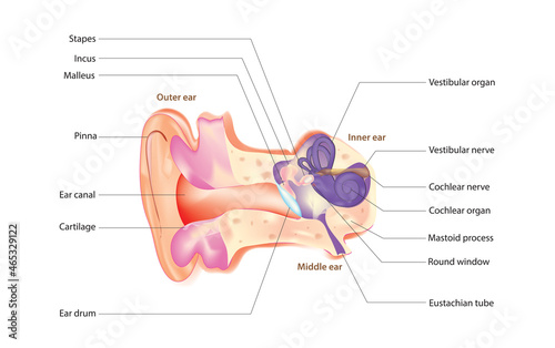 Biological illustration of human ear (parts of human ear) photo