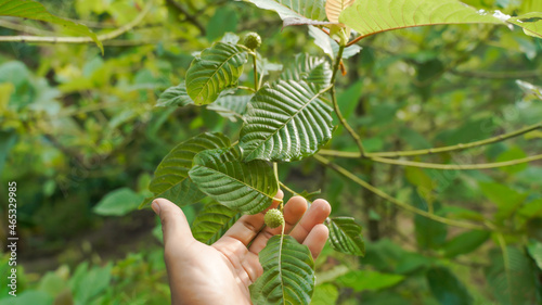 The tropical Kratom tree (Mitragyna speciosa). The leaves of the tree are a mild stimulant, and were traditionally chewed by farmers and labourers needing a boost or some light pain relief.