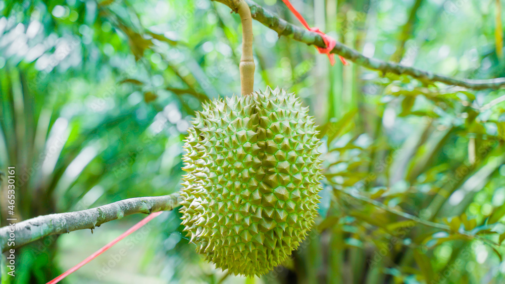 background Durian Fruit Season, Monthong Thai Street Food Thai Street Food fruit king. background Durian Fruit Season, Monthong Thai Street Food Thai Street Food fruit king.