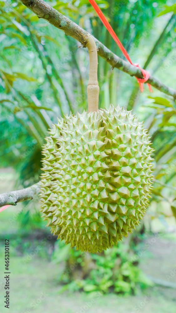 background Durian Fruit Season, Monthong Thai Street Food Thai Street Food fruit king. background Durian Fruit Season, Monthong Thai Street Food Thai Street Food fruit king.