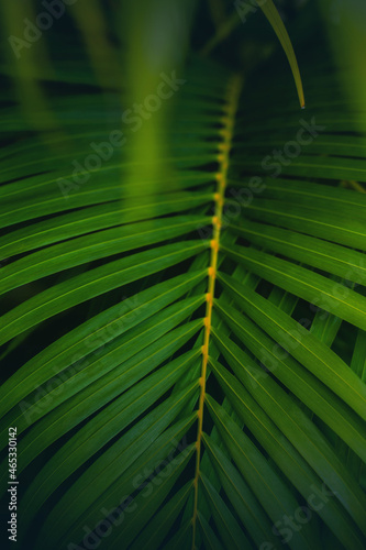 Dypsis lutescens concept  butterfly palm green abstract texture with  natural background  tropical leaves in Asia and Phuket Thailand.