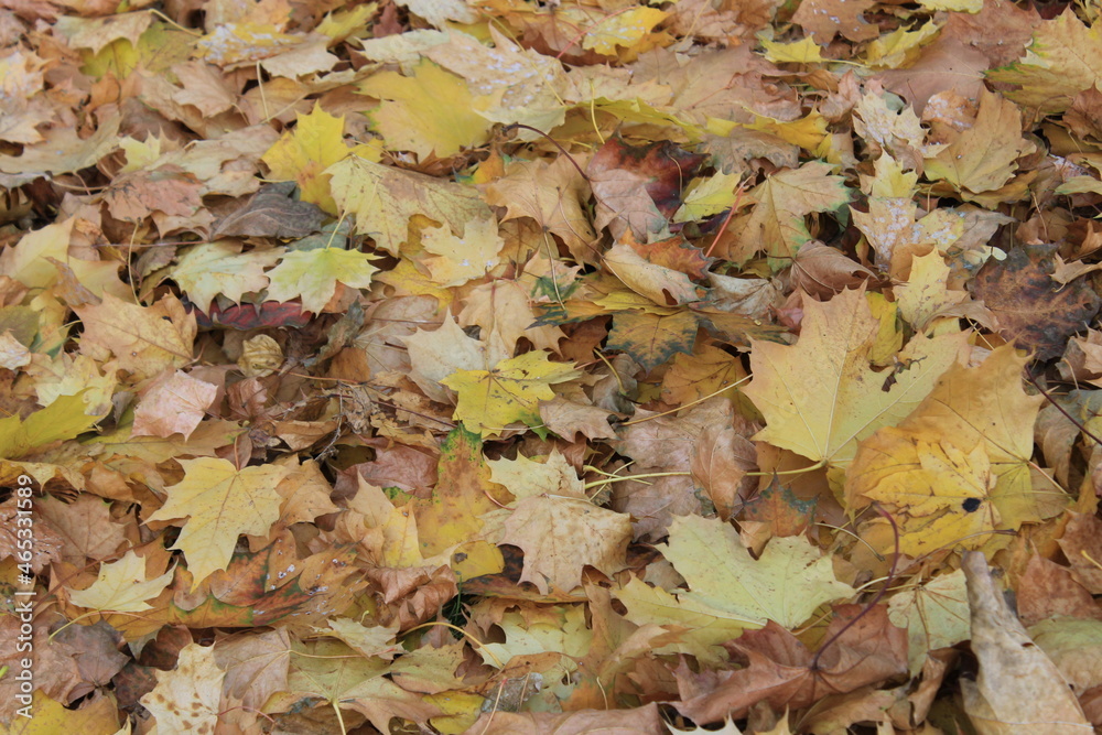 Yellow leaves on the lawn. Russia. Yellow leaves on the lawn. Russia.