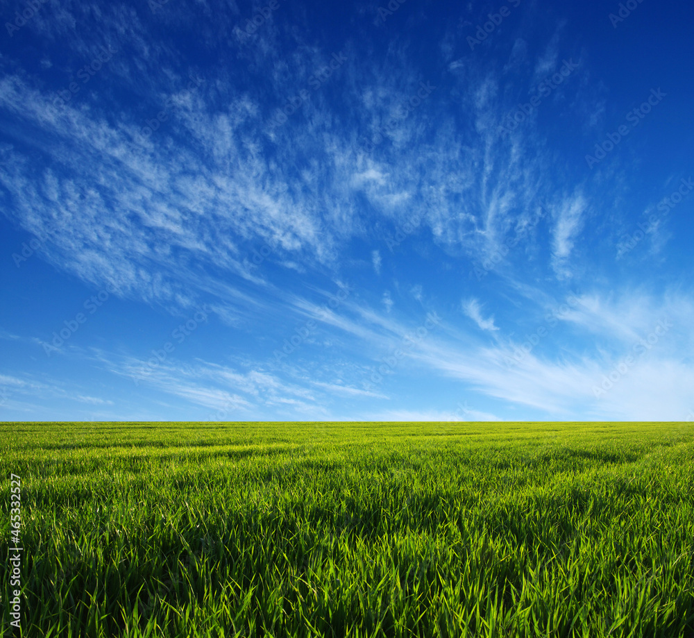 Fototapeta premium green field and clouds