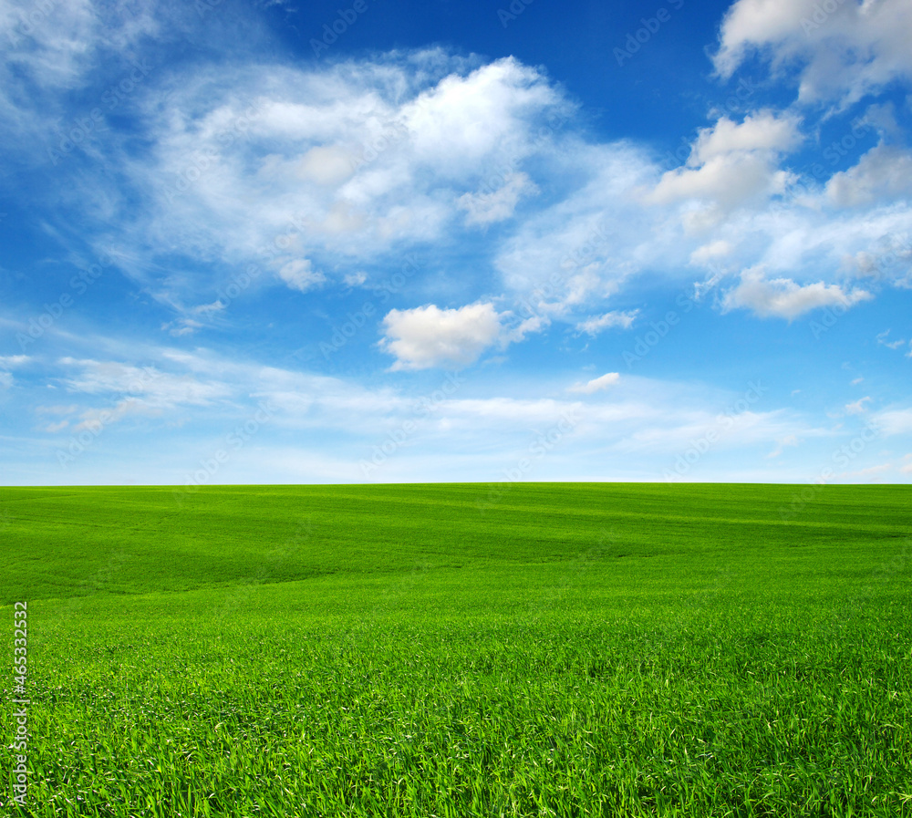 Green grass field Green grass field