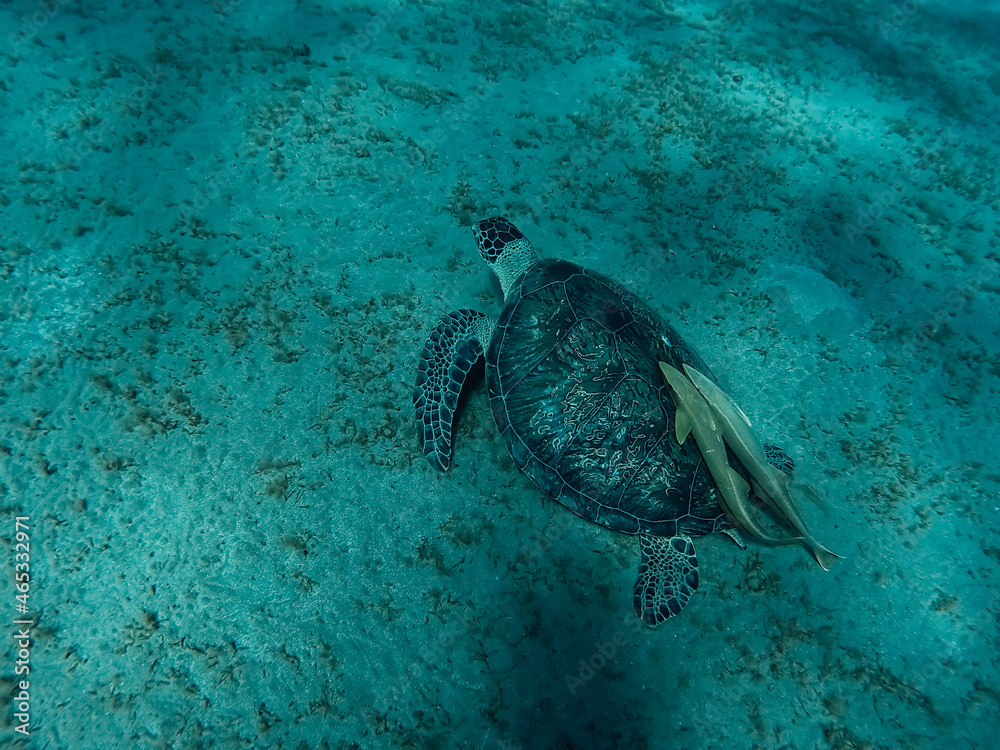 Obraz premium Turtle in the Red Sea