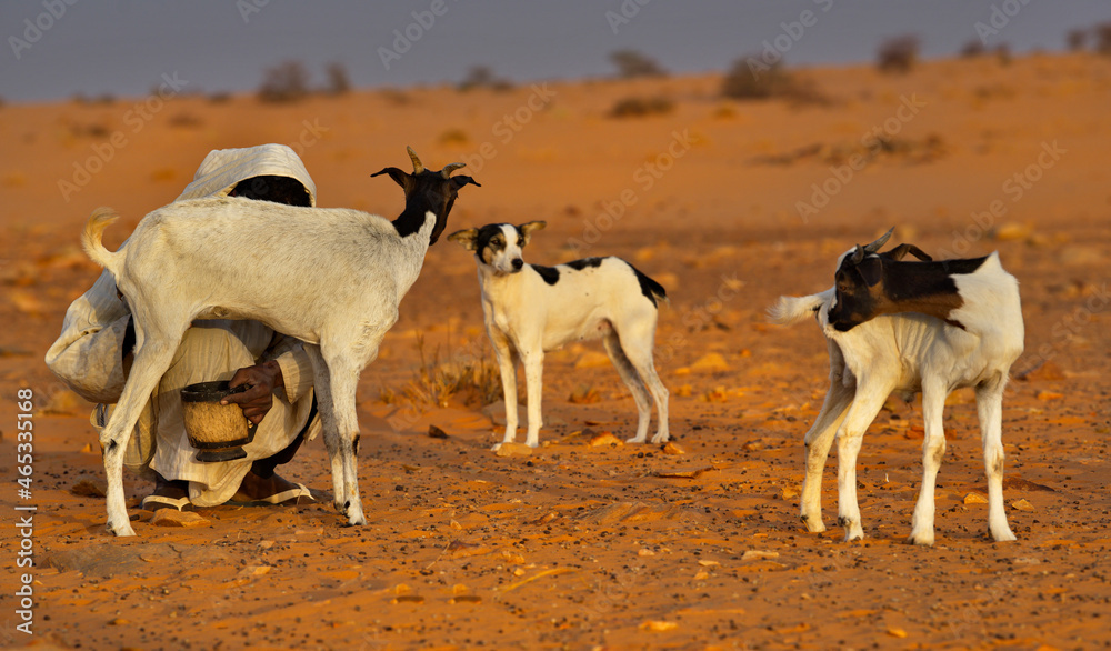 Shingetti. Mauritania. A nomad shepherd with a vessel in his hands milks the goats of his flock in the endless sands of the Sahara Desert.