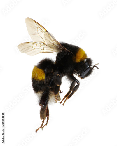 Canvas-taulu bumblebee isolated on the white
