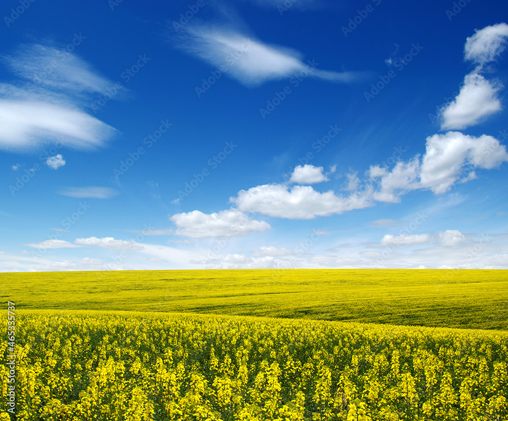 Obraz premium golden field on sky