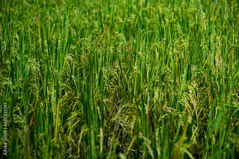 Rice field scenery in the harvest season, Asia Rice field scenery in the harvest season, Asia