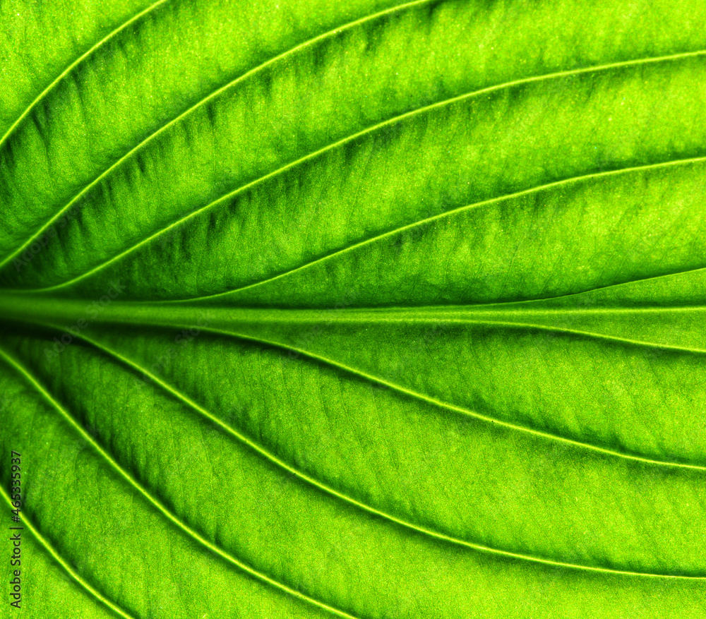 Green leaf texture macro closeup. Green leaf texture macro closeup.