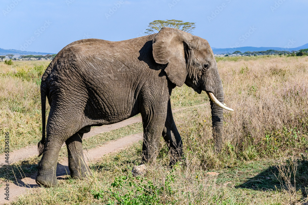 Fototapeta premium African elephant (Loxodonta) at the Serengeti national park, Tanzania. Wildlife photo