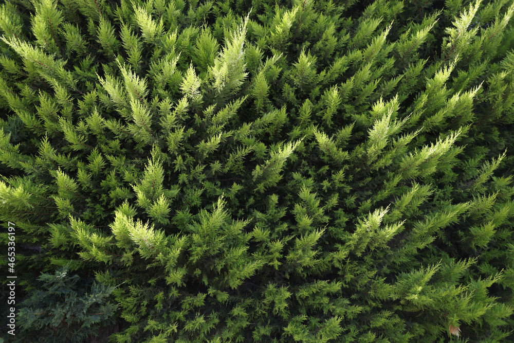 Closeup of green branches of evergreen thuja background