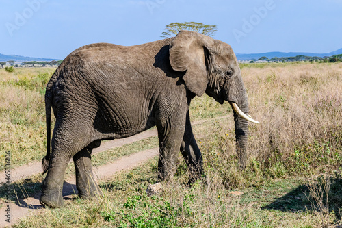 African elephant  Loxodonta  at the Serengeti national park  Tanzania. Wildlife photo