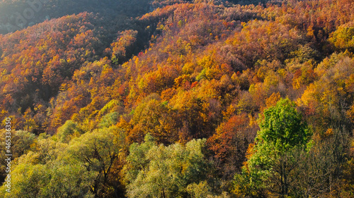 Beautiful autumnal colored forest trees from above