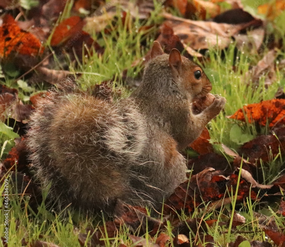 Adorable squirrel gathering nuts in autimn splendor Adorable squirrel gathering nuts in autimn splendor