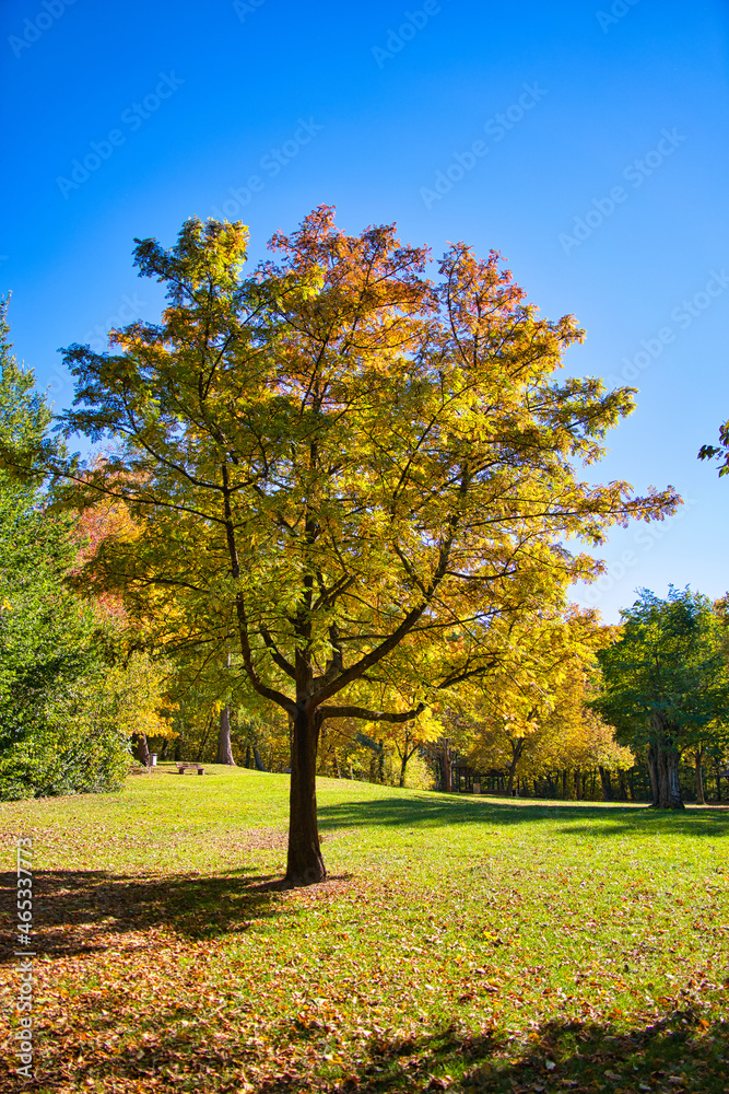 Naklejka premium Colorful foliage in the autumn park