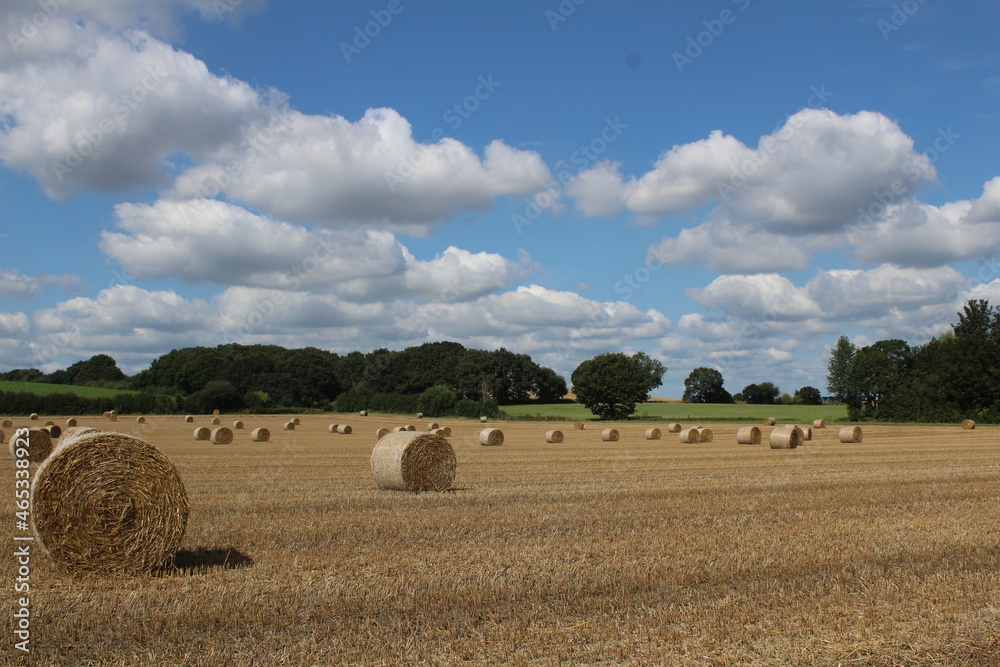 Fototapeta premium A field on a summer's day with hay bales in a field waiting to be harvested with blue sky and clouds in background, near Wakefield West Yorkshire in the UK