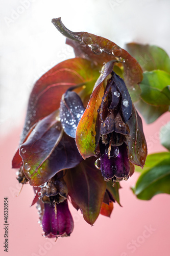 Blooming of cerinthe major close-up with drops of fresh morning dew photo